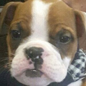 Meet your Posher, Bella